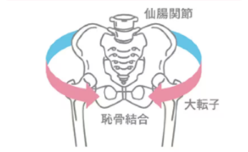 骨盤の3つのポイント「仙腸関節」「大転子」「恥骨結合」